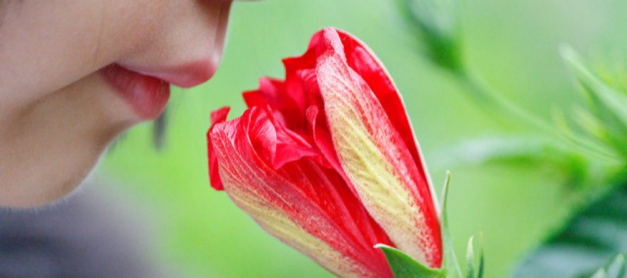 Immer der Nase nach – wie uns Düfte beeinflussen