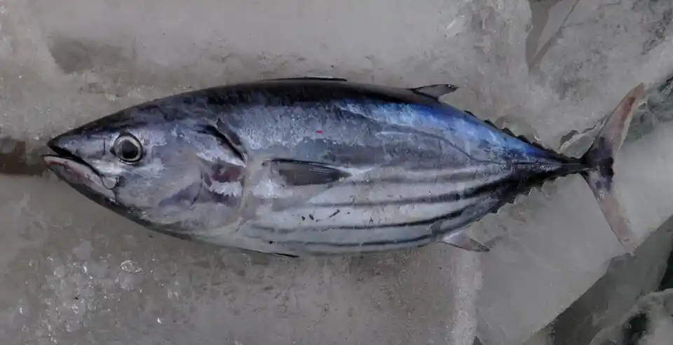 960px katsuwonus pelamis java