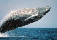 HumpbackWhaleBreaching 800x500