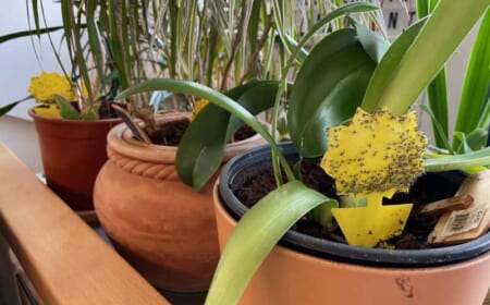 Kleine Fliegen im Blumentopf, Mücken in der Blumenerde