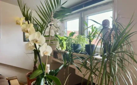 Kleines Zimmerpflanzen ABC – Topfplanzen und Zimmerpflanzen einfach pflegen