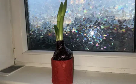 Wachs-Amaryllis retten in 10 Schritten