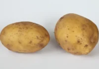 Potato var. Linda HC1 800x500