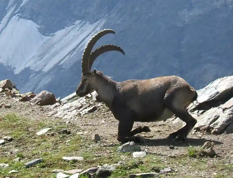 Steinbock