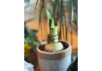 Amaryllis gerettet