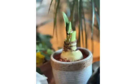 So blühen Deine Amaryllis wieder neu