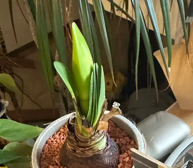 Amaryllis neuaustrieb