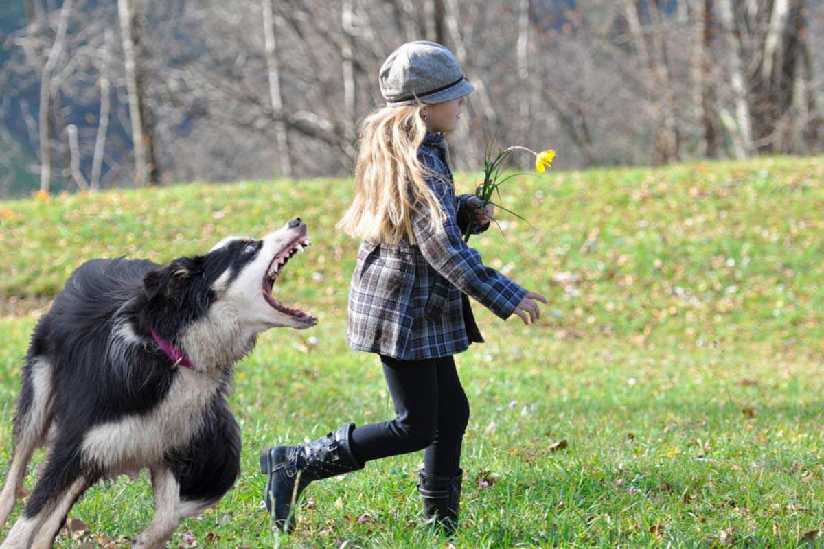Erlaubt Hunde Pfefferspray Gegen Erlaubt Hunde Pfefferspray Gegen