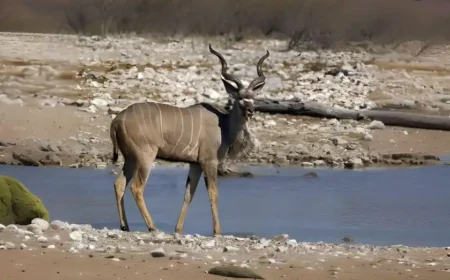 Was ist eine Antilope?