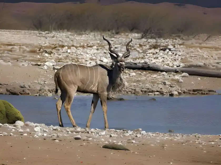 Was ist eine Antilope?