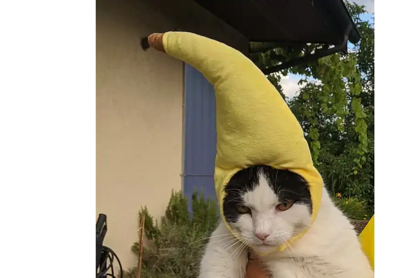 Bananenkatze – So wird Dein Tier glücklich