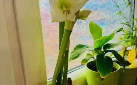 Wenn Zimmerpflanzen das Wasser nicht halten – und was wirklich hilft