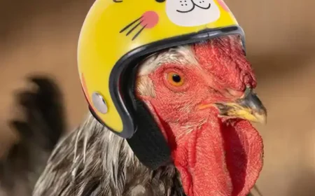 Wer sein Huhn liebt…