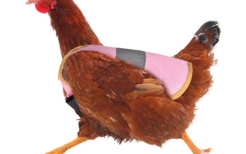 Huhn mit Sattel