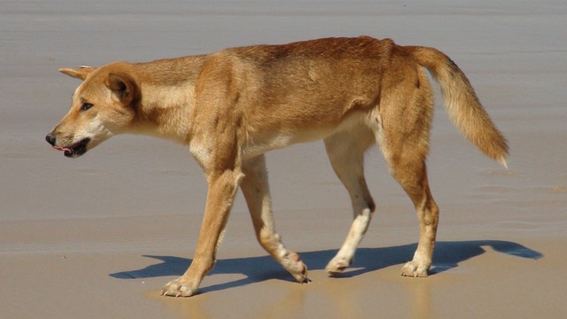 Dingo 2258012 640