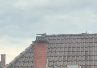 Eichhorn