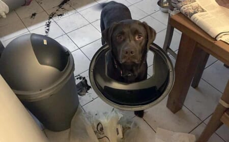 Déjà vu mit Hund und Eimer