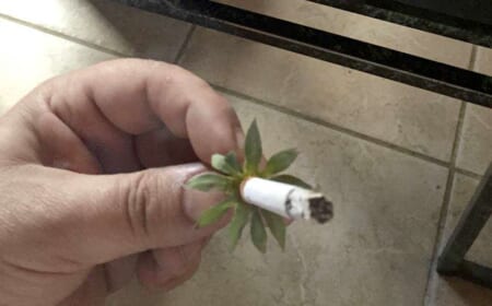 Wer sagt eigentlich, dass man Erdbeeren nicht rauchen kann?