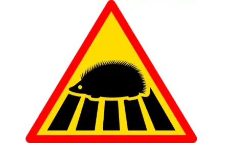 The IGEL has landed