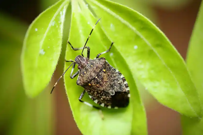 graue gartenwanze