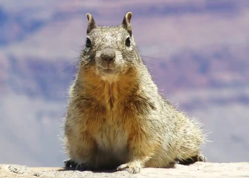 Gray Squirrel 397872