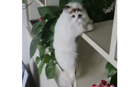 Katzencontent