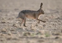 Hase pixabay 800x500