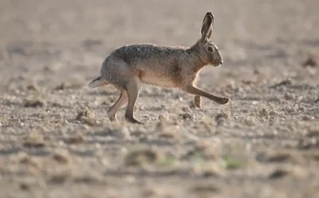 Kann man einen wilden Hasen im Stall halten?