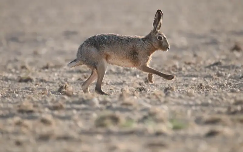 Kann man einen wilden Hasen im Stall halten?