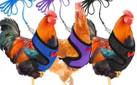 So machst Du es mit Deinem Huhn richtig