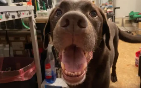 Effektive Strategien gegen übermäßiges Hundegebell: So gewöhnen Sie Ihrem Hund das Bellen ab