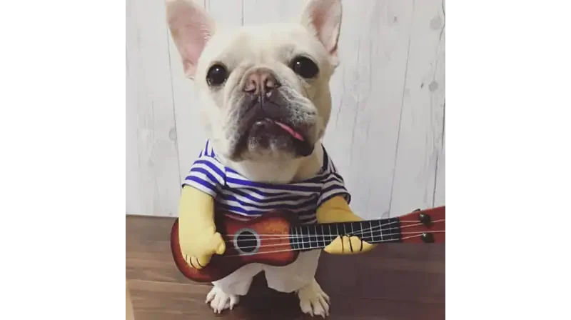 Hund gitarre