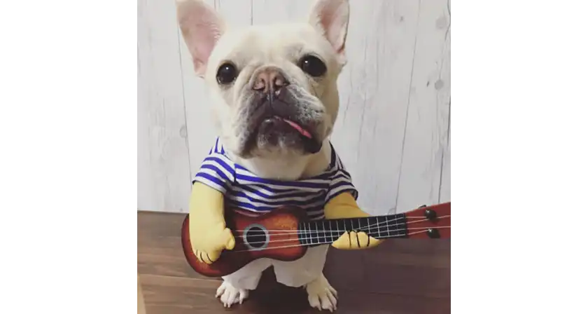 Hund Gitarre