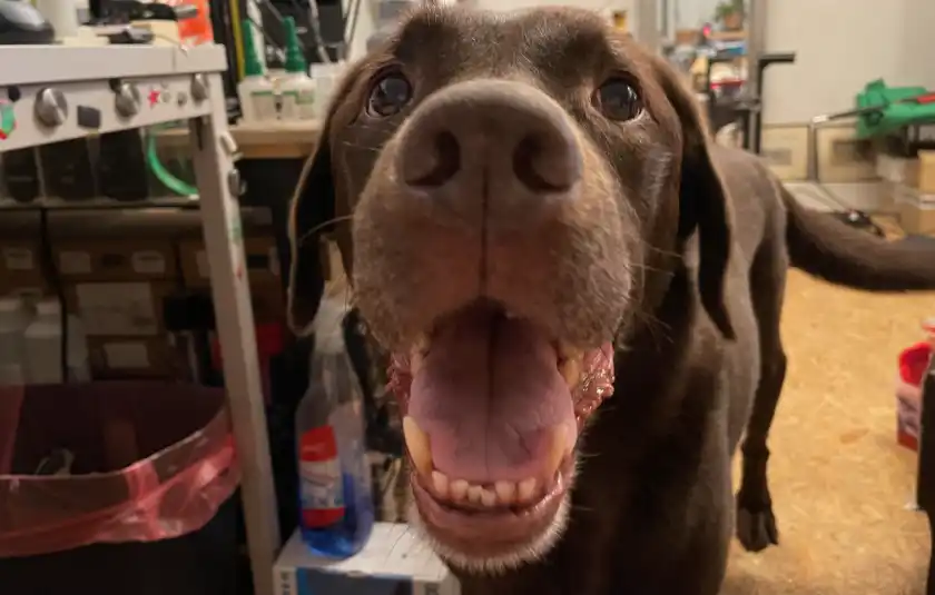 Hund