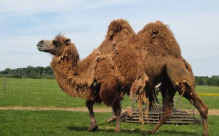 Frau in Edingen von Kamel gebissen