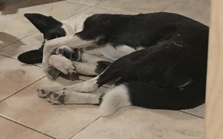 Hündin Maja mag Schäfer Heinrich nicht