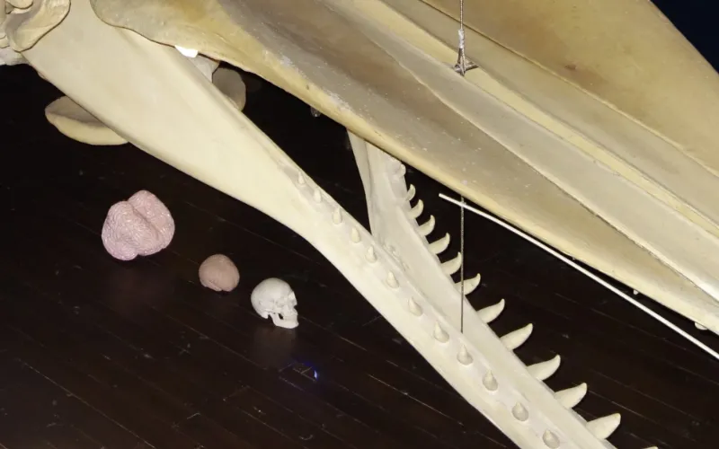 Norden waloseum gehirne