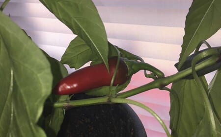 Die schärfste Sache der Welt!