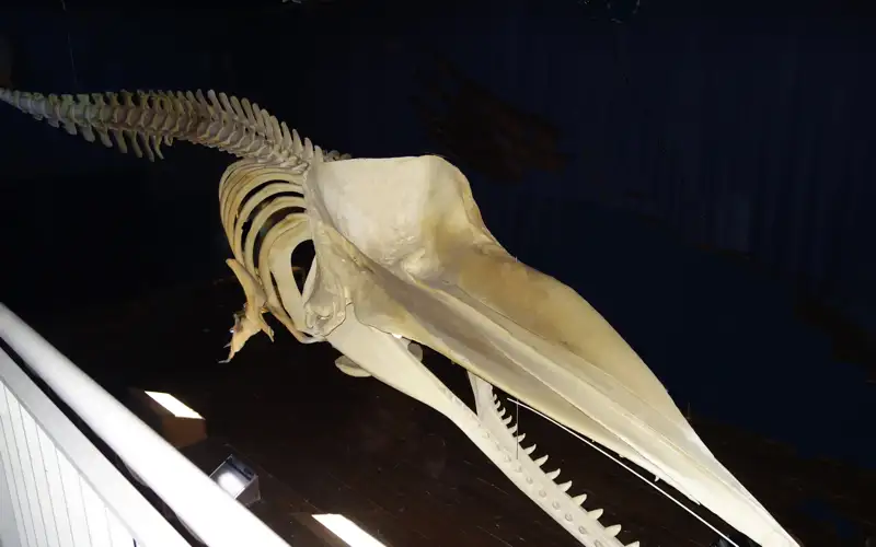 Pottwal norden 800x500