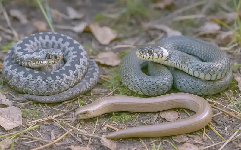 Schlangen 800x500