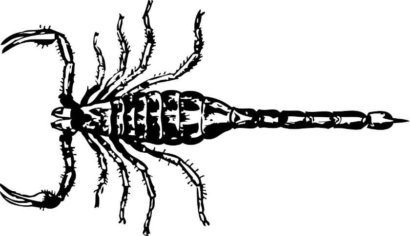 Wie viele Beine hat eigentlich ein Skorpion?