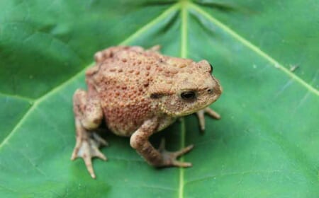 Die Warze und Verrumal